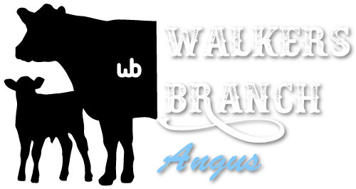 Walkers Branch Angus